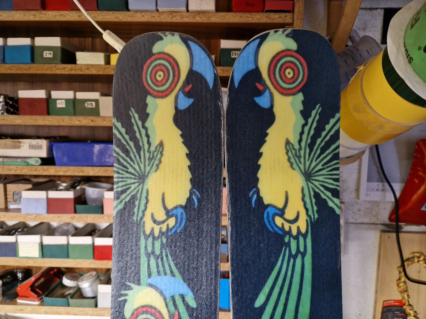 Paradiesvogel